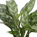 Aglaonema maria (4 pouces)