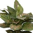 Aglaonema wishes