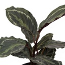 Calathea medaillon