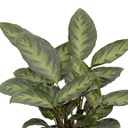 Calathea misto