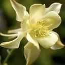 [1AQUKIYE01] Aquilegia kirigami yellow