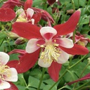 [1AQUORRB01] Aquilegia origami rouge & blanc (cuerulea)