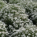 [1ACHPECO02] Achillea peter cottontail (Ptarmica)