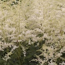 [1ASTIABR02] Astilbe bridal veil (arendsii)