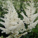 [1ASTIADI02] Astilbe diamant (arendsii)