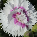 [1DIAEVWE01] Dianthus everlast white eye