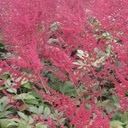 [1ASTIAGL02] Astilbe glut (arendsii)