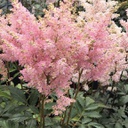 [1ASTIJPE02] Astilbe peach blossom (japonica)