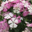 [1DIAROPI01] Dianthus rockin pink magic