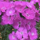 [1DIAROPU01] Dianthus rockin purple