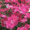 [1DIARORO02] Dianthus rockin rose