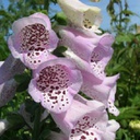 [1DIGCLAV02] Digitalis camelot lavender (purpurea)