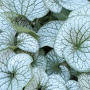 [1BRUALGR01] Brunnera alexander's great