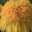 [1ECHCAMY01] Echinacea cara mia yellow 