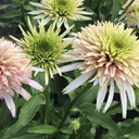 [1ECHCHFL01] Echinacea cherry fluff