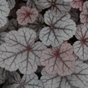 [1HEUSILS01] Heuchera silver scolls