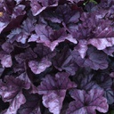 [1HEUWIBE01] Heuchera wildberry (dolce)