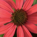 [1ECHGLDR01] Echinacea glowing dream