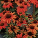 [1ECHINOR02] Echinacea kismet intense orange