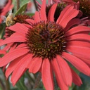 [1ECHKRED01] Echinacea kismet red