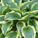 [1HOSMOAU02] Hosta aureomarginata (montana)