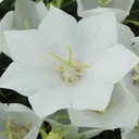 [1CAMCAWC02] Campanula white clips (carpatica)