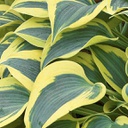 [1HOSAUTF01] Hosta autumn frost