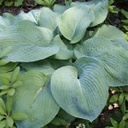 [1HOSSELE01] Hosta elegans (sieboldiana)