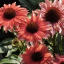 [1ECHPLMA01] Echinacea playful meadow