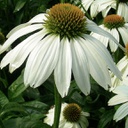 [1ECHPOWH01] Echinacea pow wow white (purpurea)