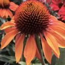 [1ECHPRGI01] Echinacea prima ginger