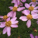 [1CORAMDR02] Coreopsis american dream (rosea)