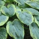 [1HOSSFWI02] Hosta frances williams (sieboldiana)