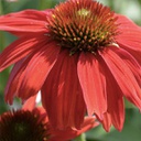 [1ECHSOSR02] Echinacea sombrero salsa red