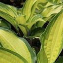 Hosta island breeze