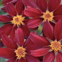 [1CORREDT02] Coreopsis red satin