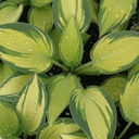 [1HOSTJUN01] Hosta june (tar)