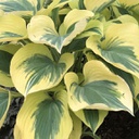 [1HOSLIBE01] Hosta liberty