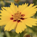 [1CORXTSU01] Coreopsis tequila sunrise