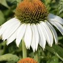 [1ECHWHIS02] Echinacea white swan (purpurea)