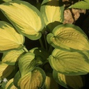 [1HOSORAM01] Hosta orange marmelade