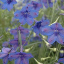 [1DELGBUT01] Delphinium blue butterfly