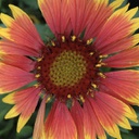 [1GAIASUN01] Gaillardia arizona sun 