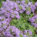 [1THYPSAR01] Thymus arcticus (praecox ssp)