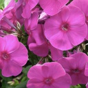 [1PHLPFLP02] Phlox flame purple (paniculata)