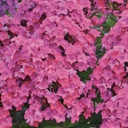 [1PHLPGLG02] Phlox glamour girl (paniculata)