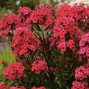 [1PHLPRER02] Phlox red riding hood (paniculata)