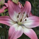 [1LILATID02] Lilium tiny diamond (asiatique)