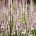 [1THYSROS01] Veronicastrum roseum (virginicum)