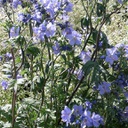 [1POLBPUR02] Polemonium bressingham purple